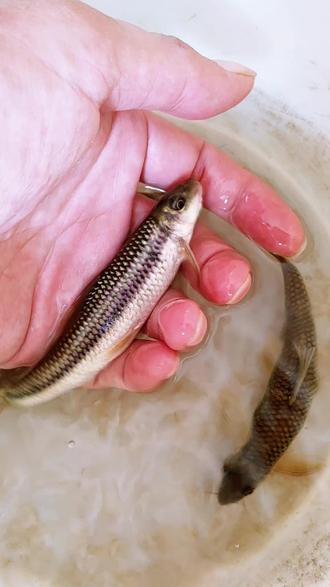 爱游戏体育-崟怎么读